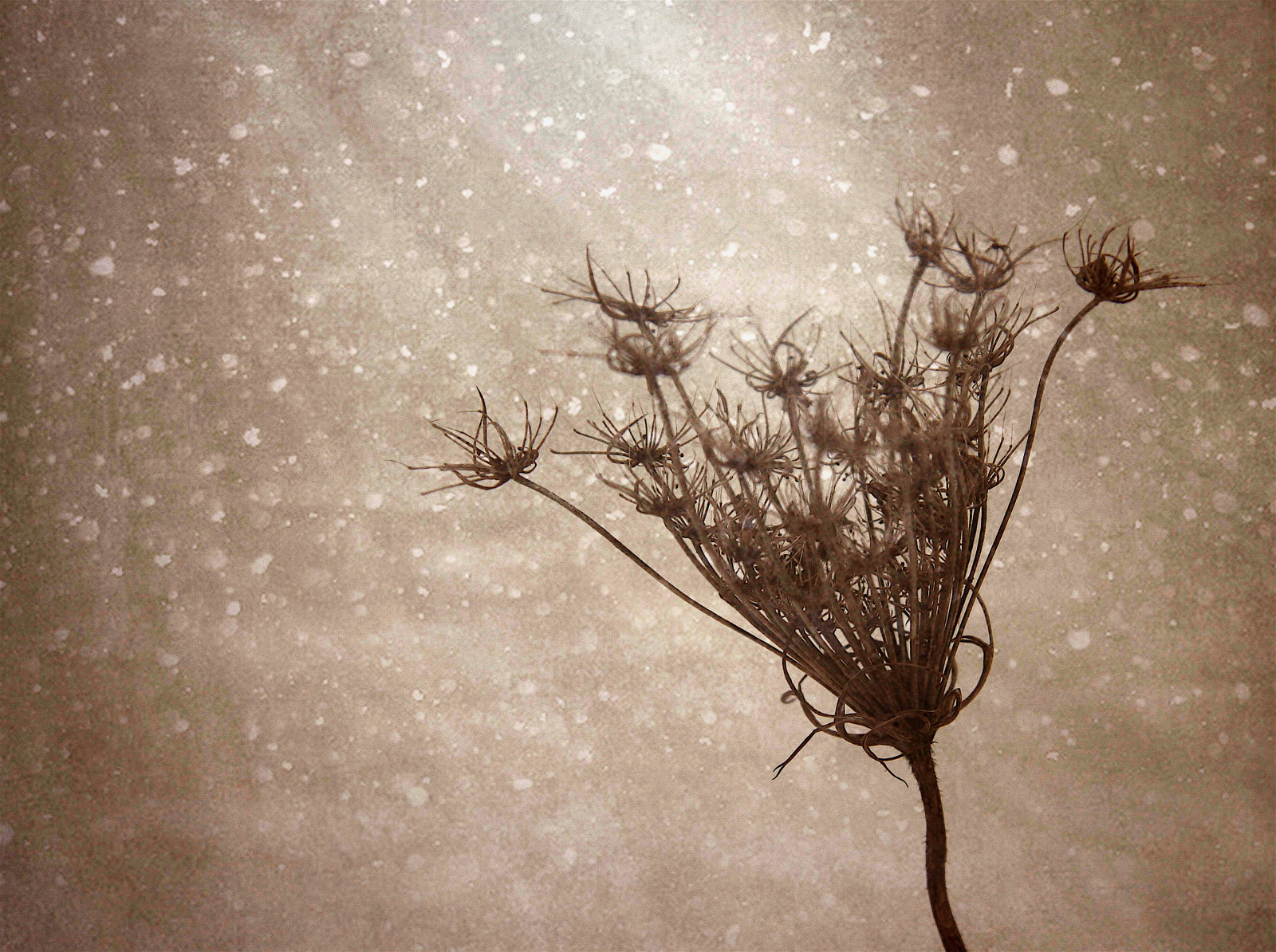 natur, sne, vinter, afdeling, is, morgen, sæsoner, struktur, Canada, Fryser, Ontario, træ, blad, blomst, vejr, belysning, udforsket, krystaller, creativephotocafe, Kvist, atmosfærisk fænomen, queenanneslace