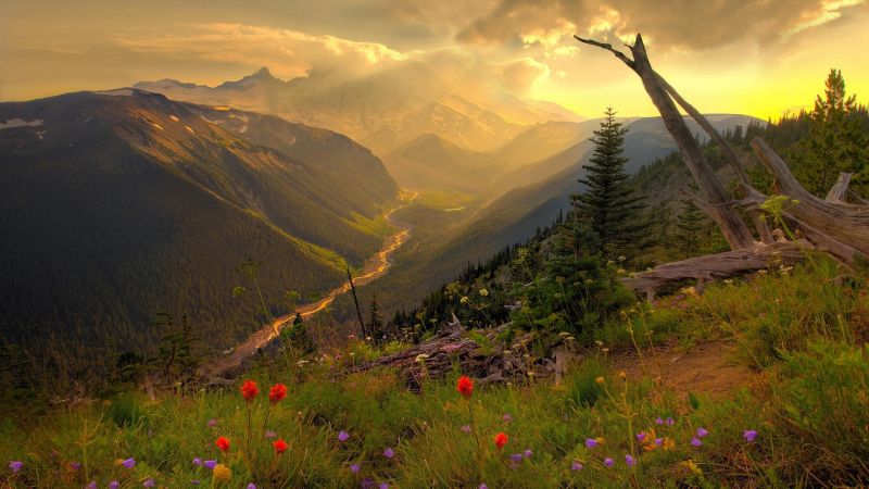 luz de sol, paisaje, montañas, Flores, Árboles, puesta de sol luz de sol, paisaje, montañas, Flores, Árboles, puesta de sol