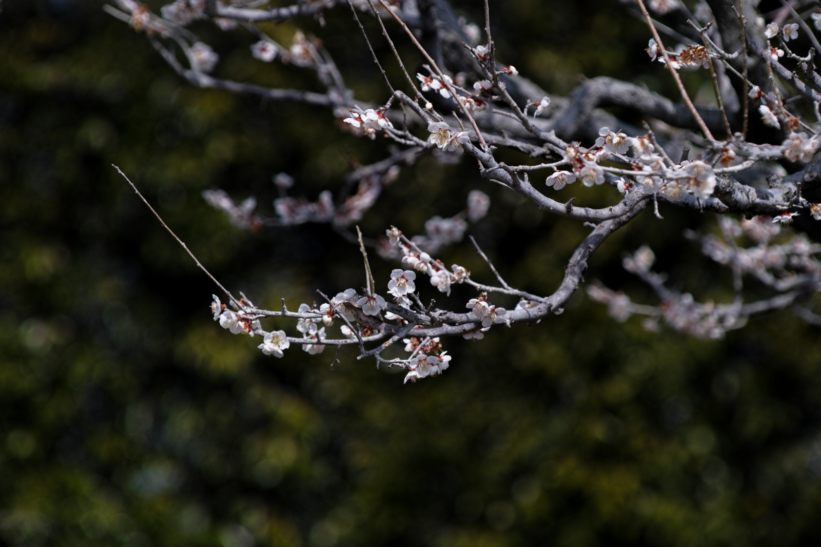 voda, makro, větev, květy, Třešňový květ, květ, jaro, strom, rostlina, švestka, UME, flóra, sigma, větvička, makro fotografie, vlhkost, Merrill, 150mm, sd1merrill, SD1