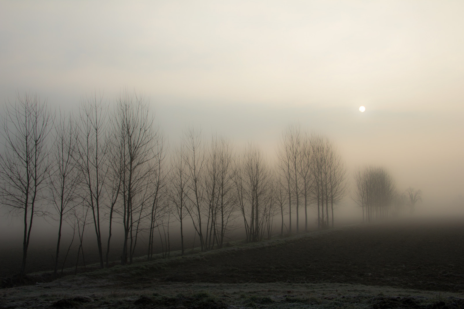 slunečnímu záření, stromy, les, západ slunce, kopec, Příroda, sníh, zima, svítání, večer, ráno, mlha, slunce, horizont, atmosféra, soumrak, zmrazení, mlhavý, opar, mrak, strom, mlha, počasí, svítání, tma, podrážka, mat56, krajiny, Nebbia, Paesaggi, alba, Campagna, alberi, lombardia, lodi, Pianura, Lodigiano, PADANA, Atmosfera, Mattina, místo výskytu, přírodní prostředí, atmosférický jev, oriolitta