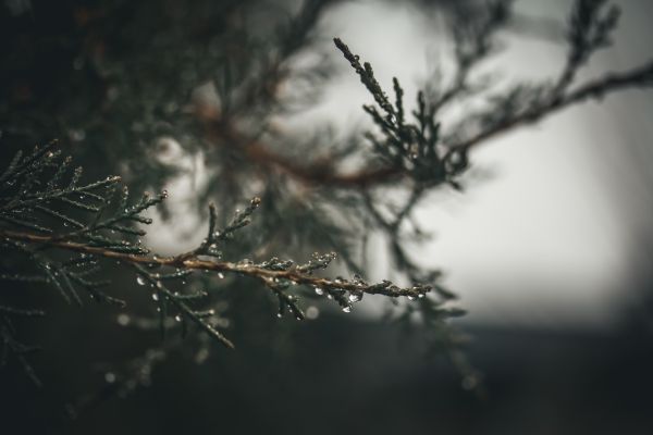 green,pine trees,raindrop,water drops,nature,depth of field