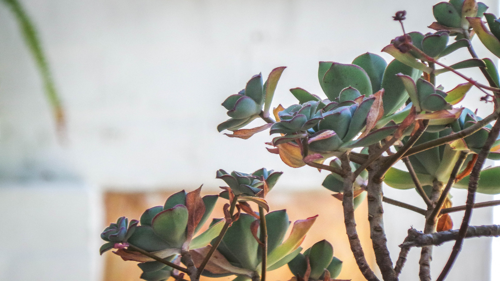 růžový, Slash, hnědý, bílý, kapradina, zelená, stěna, sukulentní, pískovec, Samsung, meč, Adelaide, veranda, hrnkové, hrany, Echeveria, theen