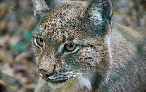 lynx,predator,wild cat