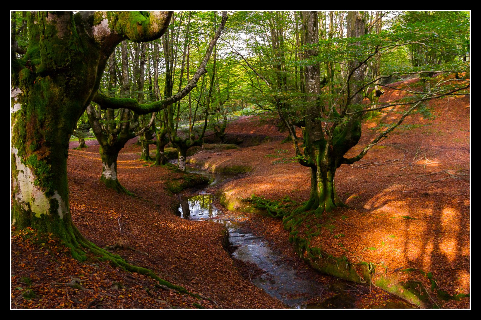 Wallpaper : woodland, tree, vegetation, leaf, ecosystem, path, woody ...