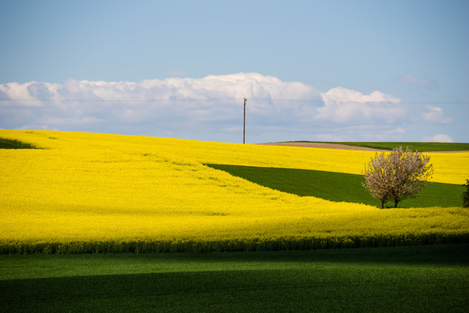 แนวนอน, อาหาร, เนินเขา, หญ้า, ท้องฟ้า, ฟิลด์, สีเหลือง, ขอบฟ้า, Rapeseed, ดอกไม้, ทุ่งหญ้า, ปลูก, sk ne, ชนบท, raps, f lt, landskap, คาโนลา, rapefield, เกษตรกรรม, ทุ่งหญ้า, ที่ราบ, ทุ่งหญ้า, พืช, เขตชนบท, ผลิต, โรงงานที่ดิน, พืชดอก, ครอบครัวหญ้า, ผัก, Braseriaica, โรงงานมัสตาร์ด, มัสตาร์ดและครอบครัวกะหล่ำปลี