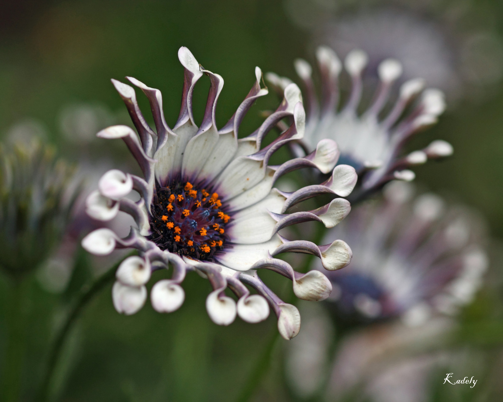 fiori, giardino, natura, fotografia, macro, fiorire, erba, Margherita, fiore, pianta, greatphotographers, flora, petalo, infinitexposure, fauna, awesomeblossoms, goldwildlife, canonfrance, 25, 450d, Fiore di campo, 3000v120f, botanica, impianto di terra, pianta fiorita, avvicinamento, fotografia macro, famiglia delle margherite, nettare