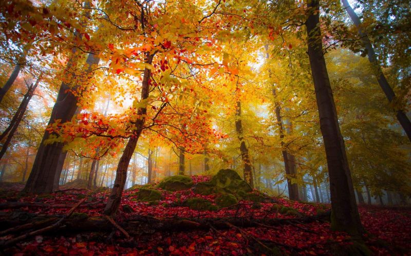 zonlicht, bomen, landschap, kleurrijk, vallen, Bos zonlicht, bomen, landschap, kleurrijk, vallen, Bos