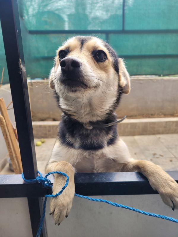1667x2222 px,animal,cute,dog