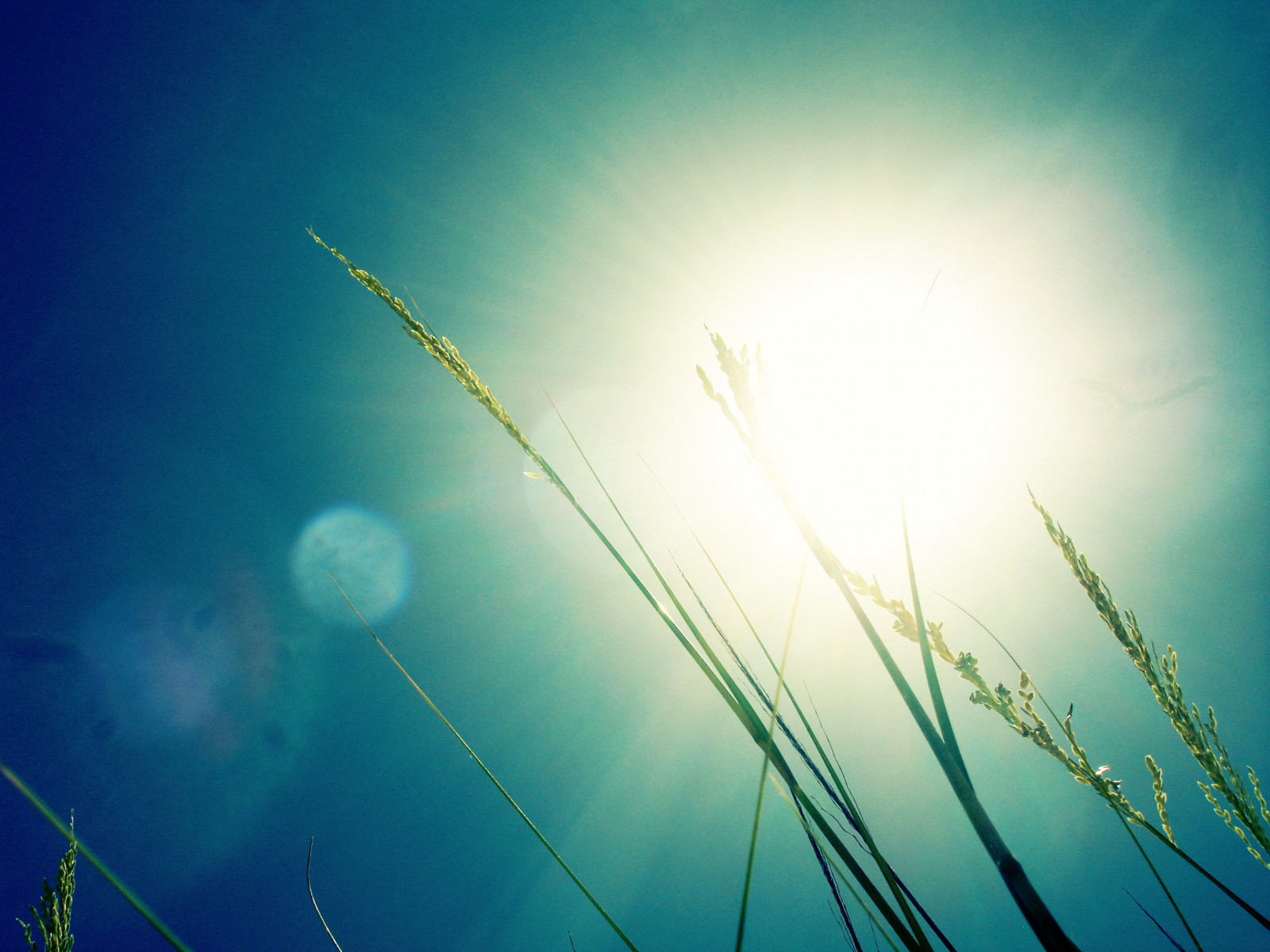 sommer, himmel, Sol, natur, Florida, Brugt, lensflare, panamacitybeach, seaoats, Supershot, udforsket