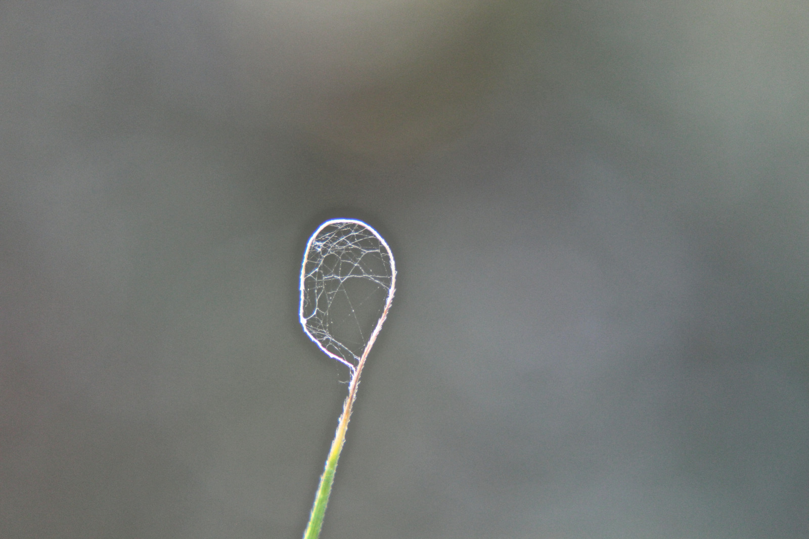 fotografia macro, avvicinamento, acqua