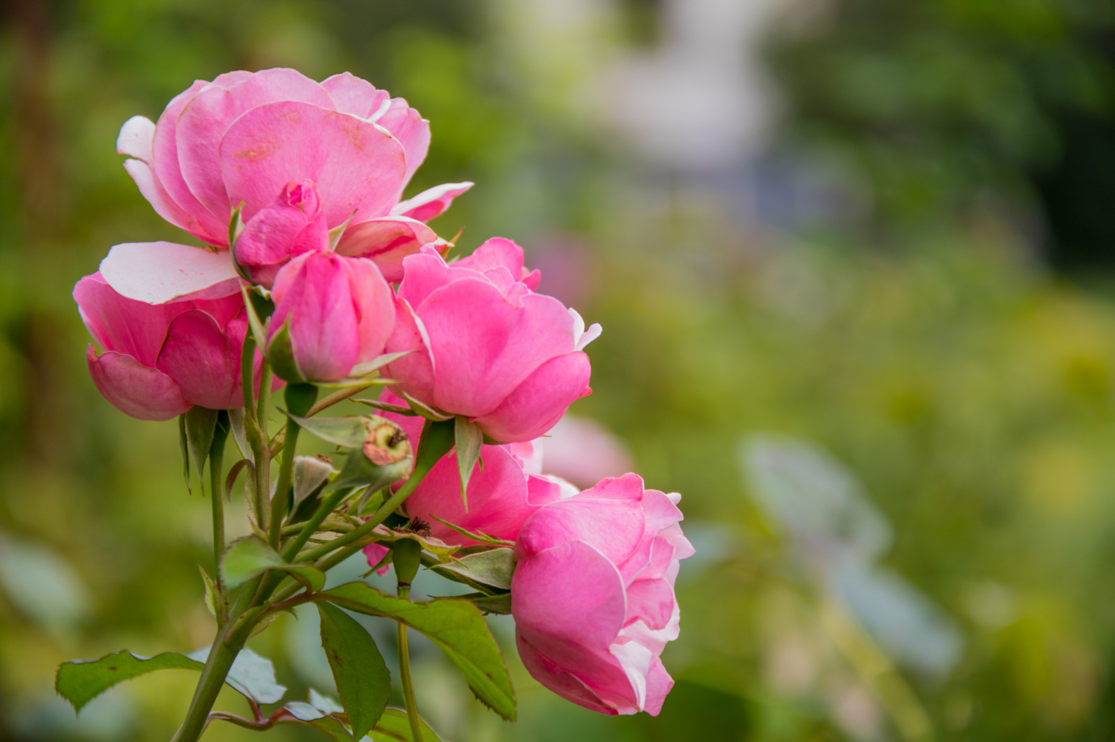 Příroda, růže, květ, růžový, list, květ, rostlina, flóra, Blomma, exif modelu canoneos760d, geocountry, Kamera aby kánon, geocity, Model fotoaparátu canoneos760d, geostate, geolocation, EXIF čočka efs18200mmf3556is, EXIF otvor 56, exif aby kánon, EXIF isospeed 100, exif focallength 110mm, katrinetorp, katrinetorpslanderi, okvětní lístek, rosa, divoká rostlina, botanika, suchozemská rostlina, kvetoucí rostlina, keř, makro fotografie, zahradní růže, růže rodina