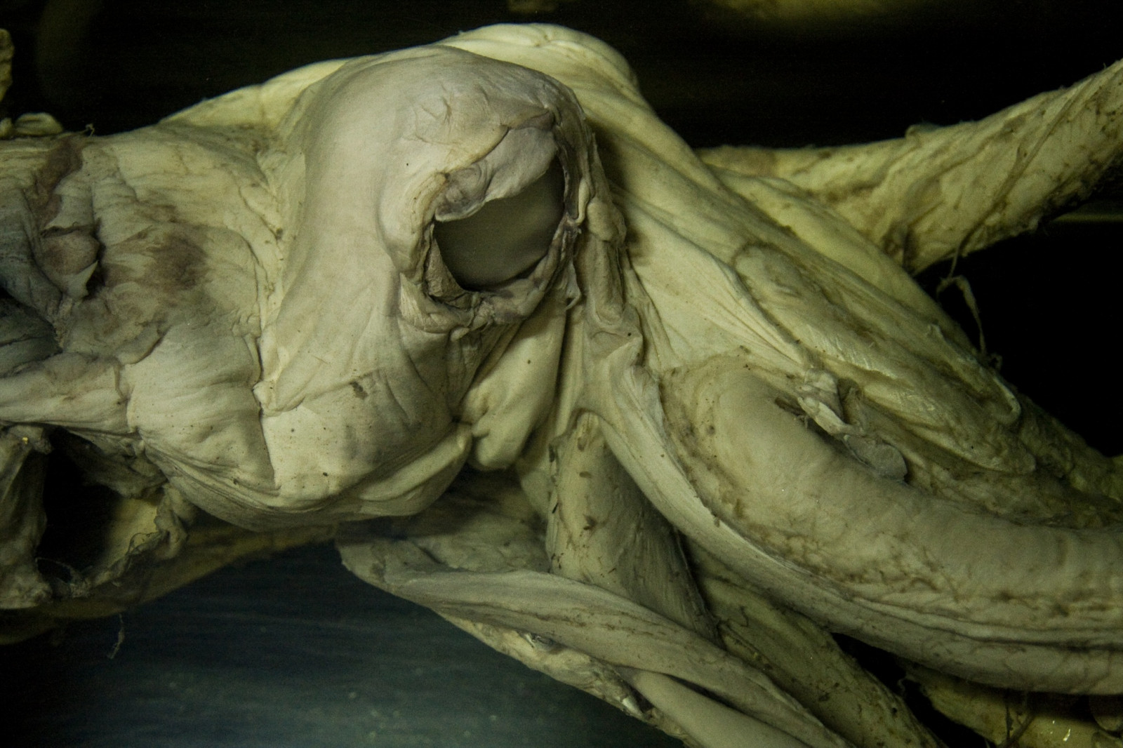 øjne, rædsel, natur, kød, død, ond, død, kæmpe stor, Terror, hoved, kød, Ting, fantom, øje, uhyre, blæksprutte, piel, fauna, være, korps, Mirada, ser, tæt på, organisme, ojo, kæbe, mal, anima, Muerto, abisal, Muerte, Gigante, carne, korrupt, Cosa, kadaver, Ferrol, Calamar, mostruo, formol, calamargigante, podredumbre, conservado