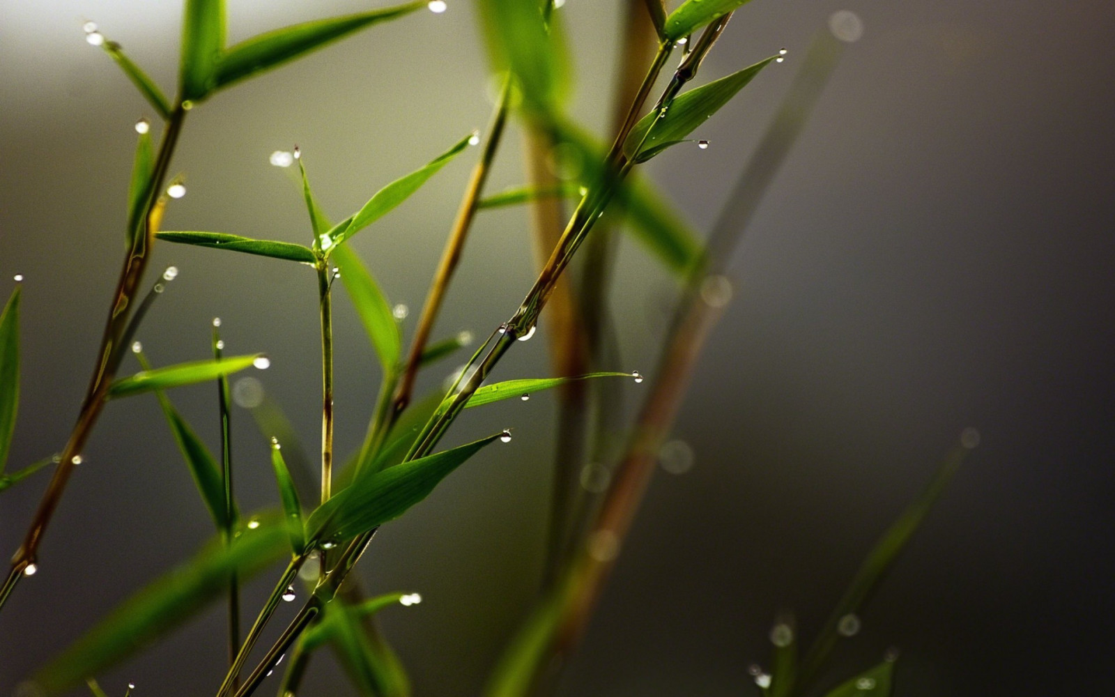 lumina soarelui, frunze, natură, iarbă, plante, picaturi de apa, a închide, macro, ramură, insectă, verde, in ceata, bambus, rouă, frunze, floare, plantă, cădere brusca, floră, crenguţă, botanică, a închide, macro fotografie, iarbă de familie, tulpina plantei, nevertebrat, umiditate