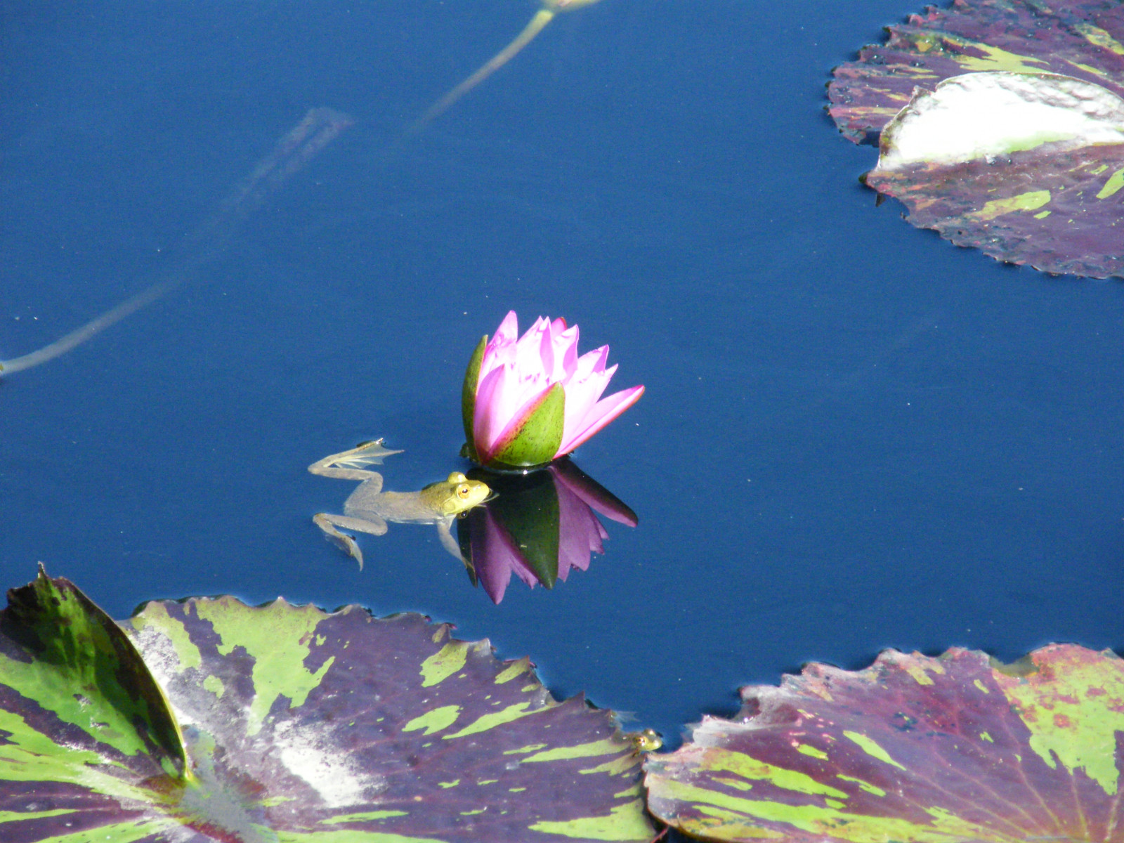 květ, Příroda, žába