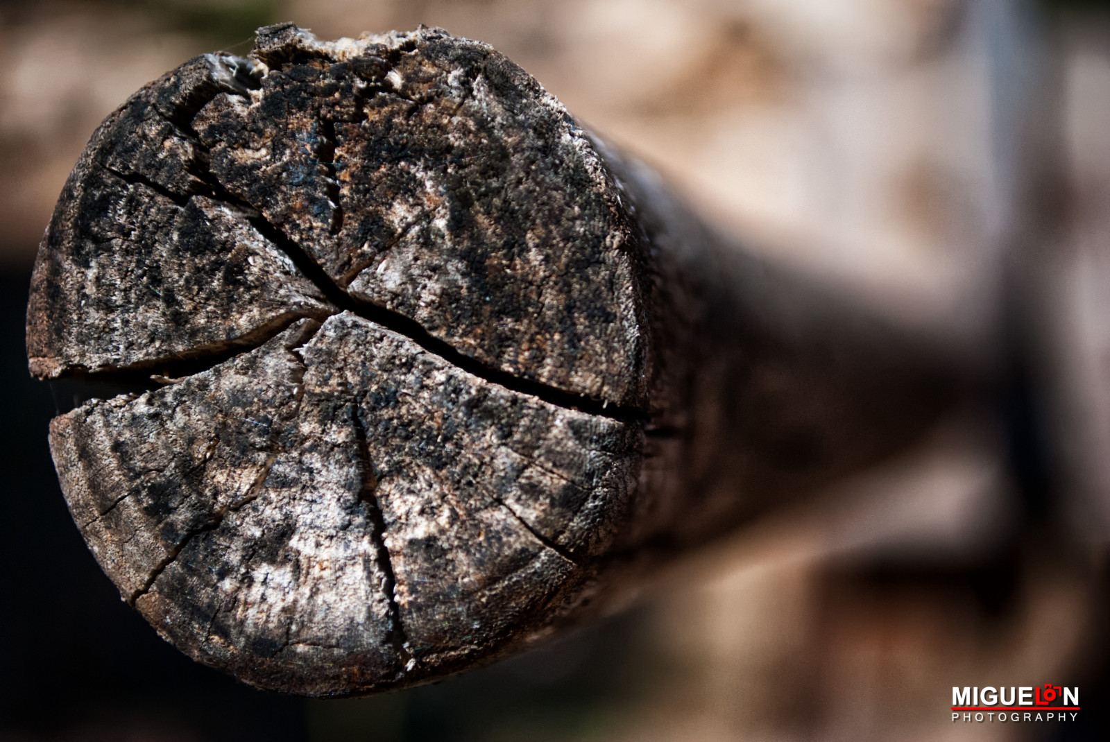 เก่า, หิน, ธรรมชาติ, การถ่ายภาพ, ไม้, สเปน, พื้นผิว, เวลา, Nikon, bokeh, รายละเอียด, โฟกัส, โบราณ, ต้นไม้, ลึก, ใบไม้, dof, รายละเอียด, d3000, nikond3000, desenfoque, profundidaddecampo, พื้นผิว, Tiempo, enfoque, miguelangelsgr, miguelonphotography, textura, Antiguo, Murcia, Nikonistas, การากัว, caravacadelacruz, texturas, ดิน, espana, รายละเอียด, viejo, ใกล้ชิด, ลำต้น, การถ่ายภาพมาโคร, Madera, detalles, dzoom, deepoffield