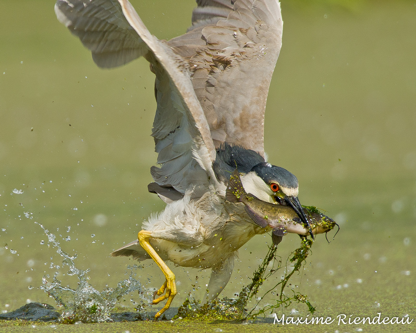 Ryba, Kanada, rybolov, Nikon, Quebec, F4, blackcrownednightheron, 600mm, bihoreaugris, qu bec, D7000, maximeriendeau