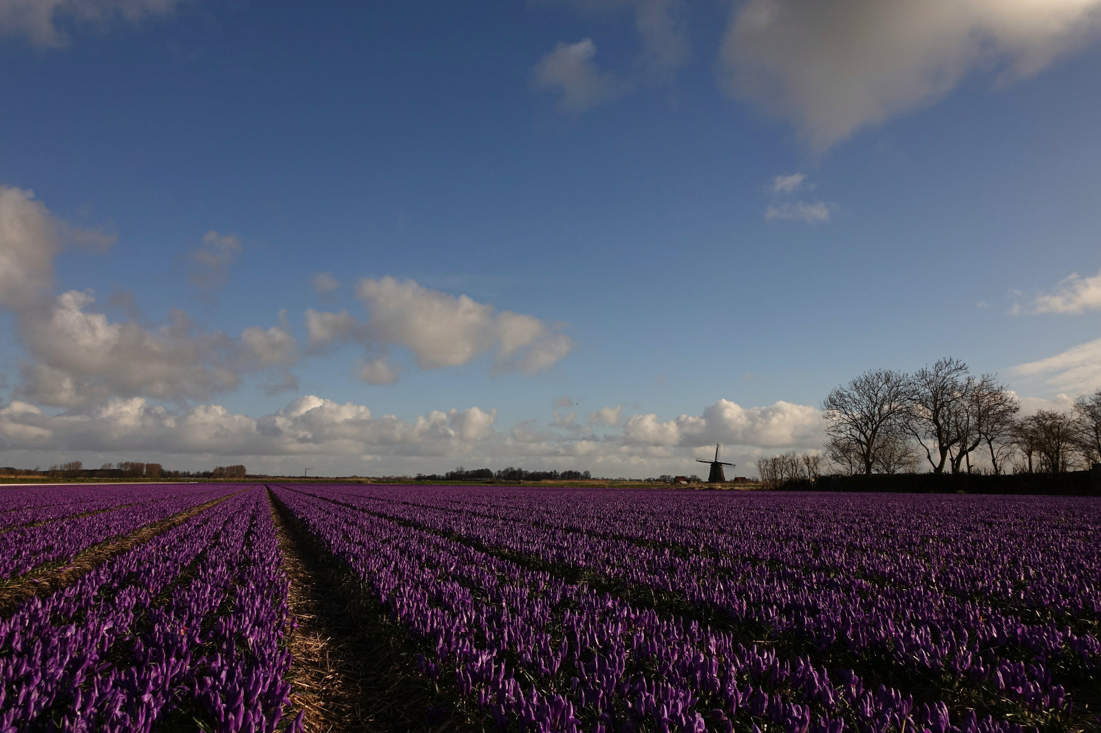 krokus, květiny, krokus, Bloemen, Flowerfield, bollenveld, Příroda, Holandsko, mlýn, Molen, nachový, Paars, venkovní, sonyrx10, Sony