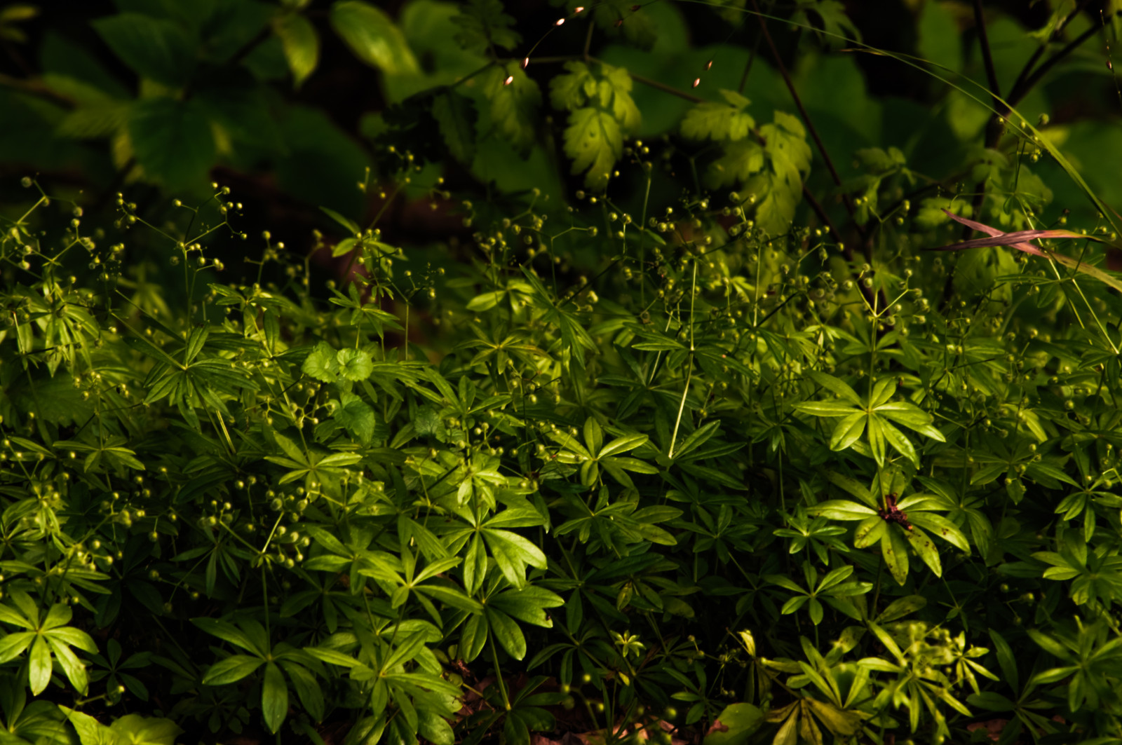 tráva, zelená, vzor, strom, list, květ, rostlina, flóra, de, deutschland, vegetace, gr n, nástup, nordrheinwestfalen, divoká rostlina, keř, Badm nstereifel
