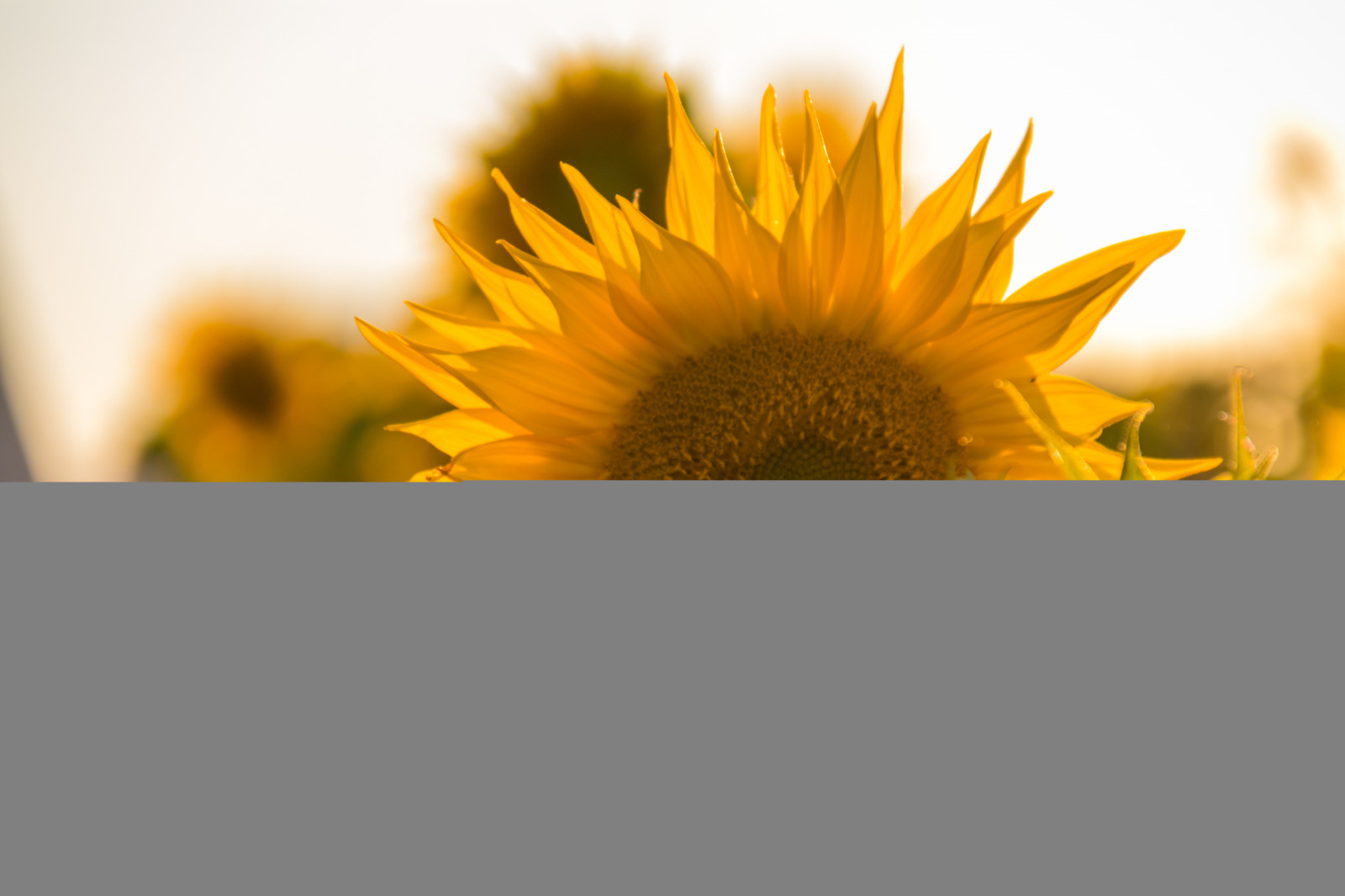 sinar matahari, bidang, kuning, daun, bunga, menanam, bunga matahari, Flora, blomma, solros, lundflower, daun bunga, tanaman tanah, tanaman berbunga, fotografi makro, keluarga daisy