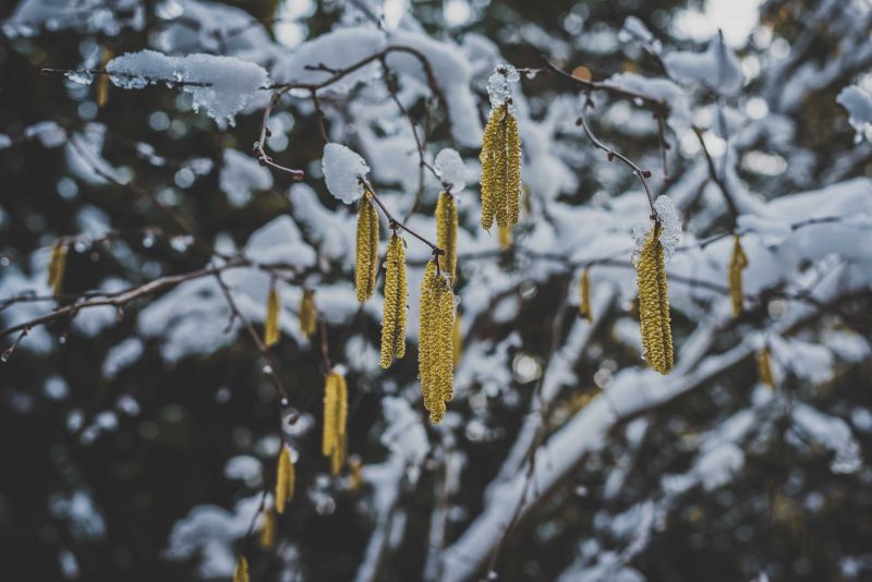sunlight, outdoors, snow, winter, landscape, nature sunlight, outdoors, snow, winter, landscape, nature