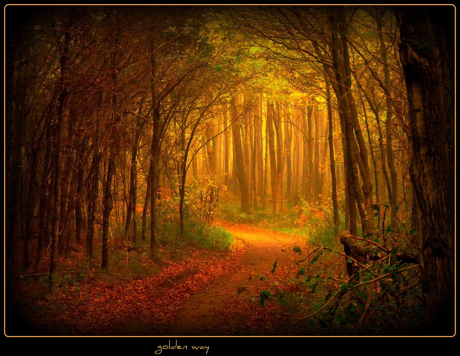 แสงแดด, ป่า, ตก, ธรรมชาติ, ไม้, เยอรมนี, มายากล, พื้นผิว, เส้นทาง, โคโลญ, ศิลปะ, ต้นไม้, ฤดูใบไม้ร่วง, ทาง, ฝัน, elitegalleryaoi, ความมืด, สวรรค์, ความคิดสร้างสรรค์, ขลัง, ลึกลับ, platinumheartaward, bestcapturesaoi, flickrstruereflection3, platinumphoto, artofimages, ภาพหน้าจอ, magicunicornverybest, Oberberg, ป่าไม้, Yourwonderland, masterclasselite, ถิ่นที่อยู่, สภาพแวดล้อมทางธรรมชาติ, วอลล์เปเปอร์คอมพิวเตอร์, Siegburg