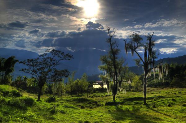 sunset,backlight,trees,clouds,garden,landscape