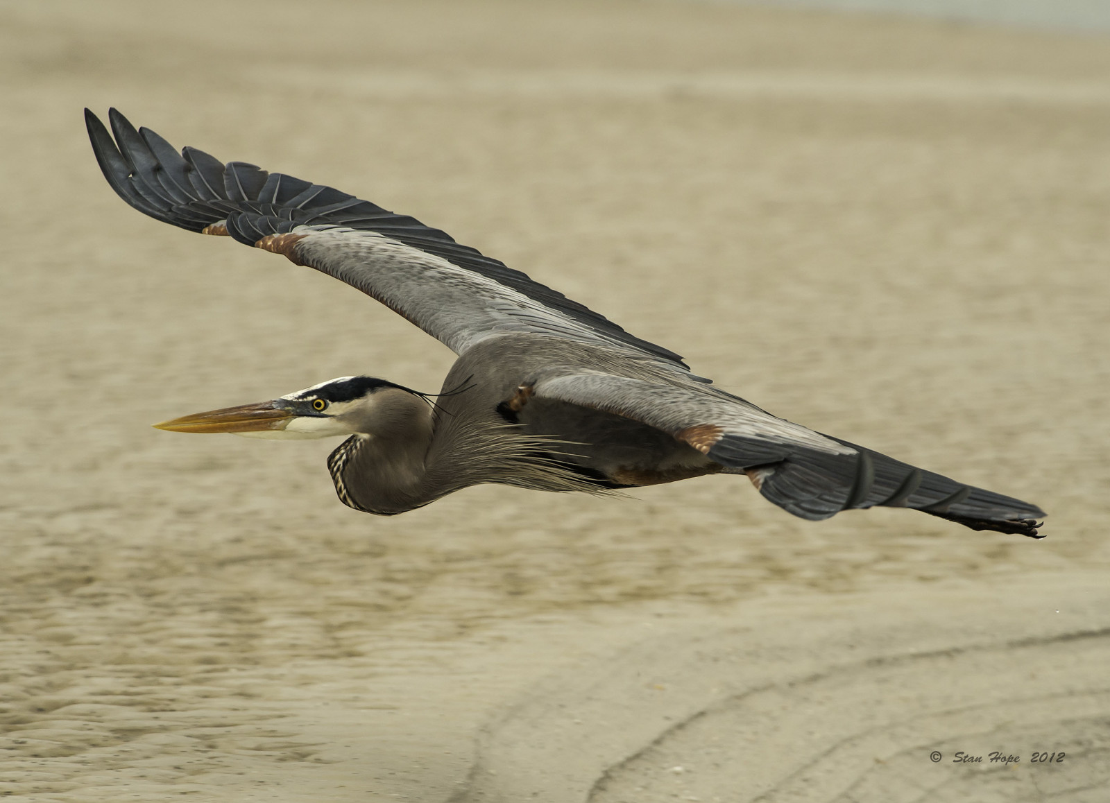 นก, สัตว์ป่า, ทะเล, ปาก, สัตว์ป่า, นกน้ำ, ปีก, shorebird, อัลบาทรอส, charadriiformes