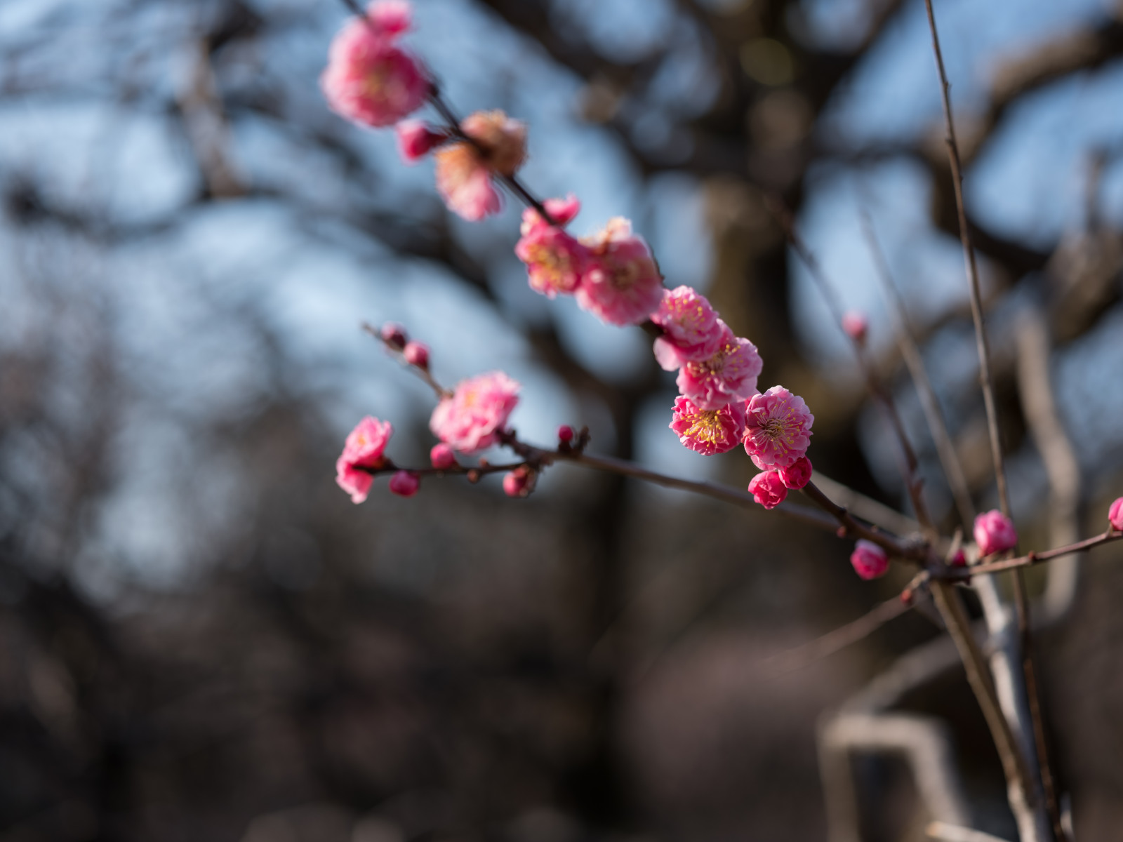 Japonsko, Příroda, Červené, zima, fotografování, větev, mráz, Třešňový květ, květ, jaro, Tokio, Fujifilm, jp, strom, podzim, list, květ, rostlina, sezóna, flóra, fuji, okvětní lístek, Fujinon, gf, gf63mm, gf63mmf28rwr, gfx, gfx50s, jindaibotanicalgardens, Chofu, větvička, botanika, zblízka, makro fotografie, závod stonek