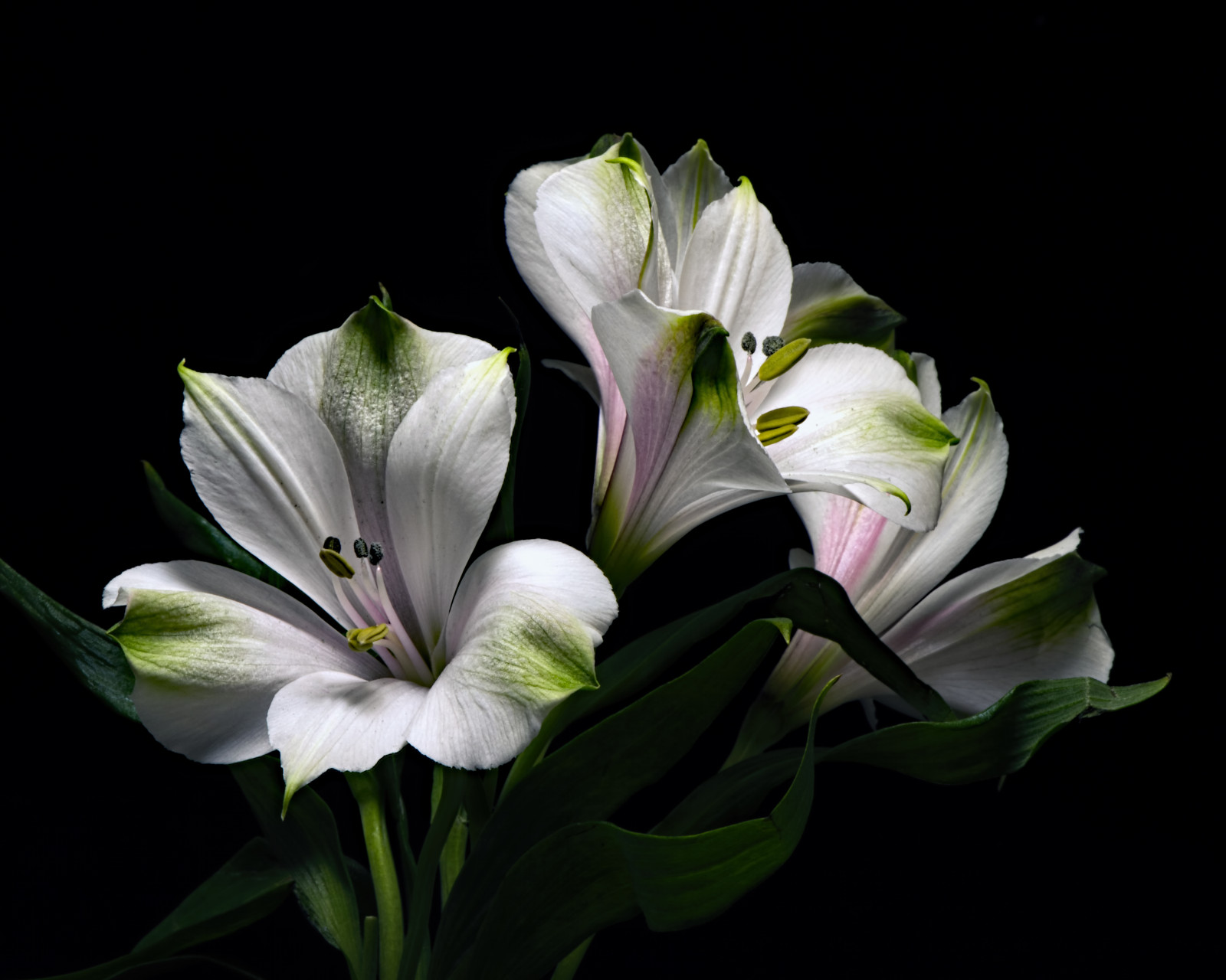 Příroda, Krásná, krása, Černá, blackbackground, květ, kvetoucí, květy, detailní, flóra, květinový, květ, zelená, skupina, makro, okvětní lístek, růžový, pestíky, rostlina, portrét, nachový, tyčinka, tři, trio, bílý, zima, Wisconsin, Alstroemeria, přírodní