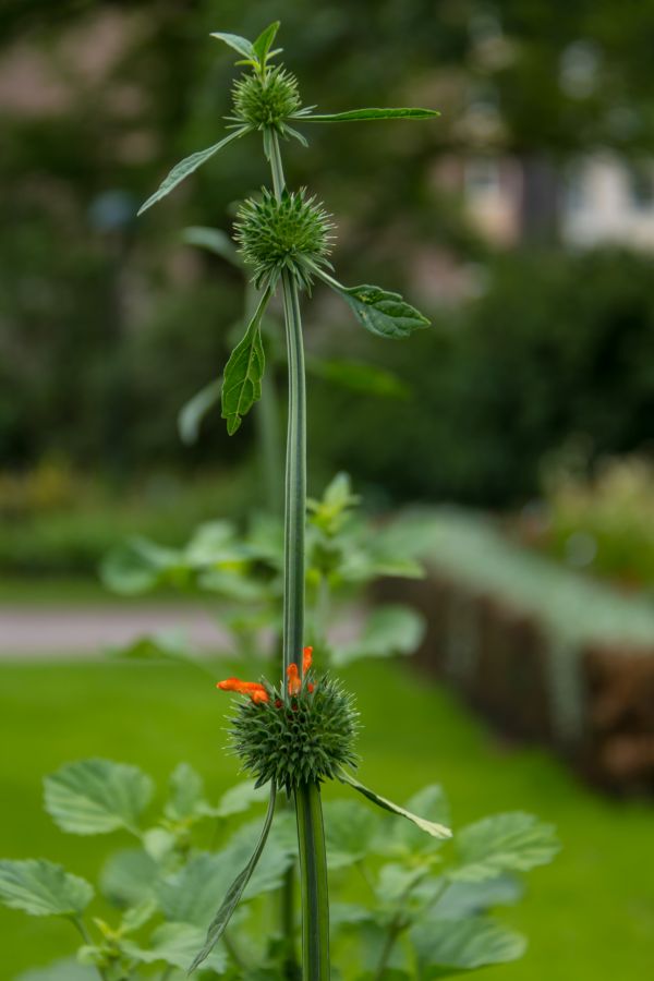 green,flower,plant,flora,blomma,herb