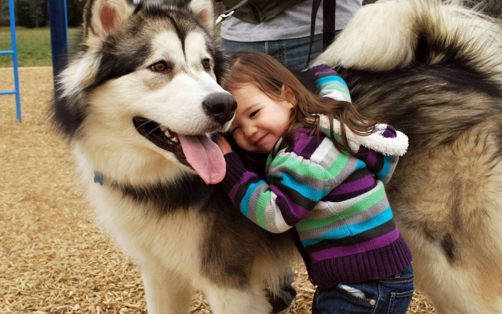 Wallpaper : Siberian Husky, little girl, Alaskan Malamute, vertebrate ...