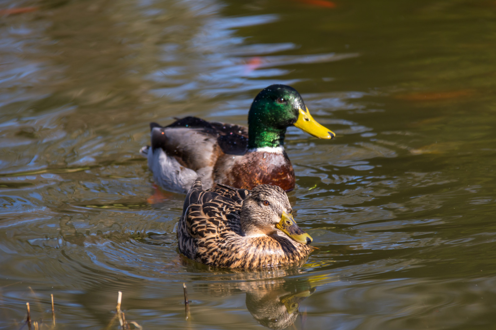 Duck Springy Wallpaper : nature, reflection, wildlife, duck, spring, beak, mallard ...