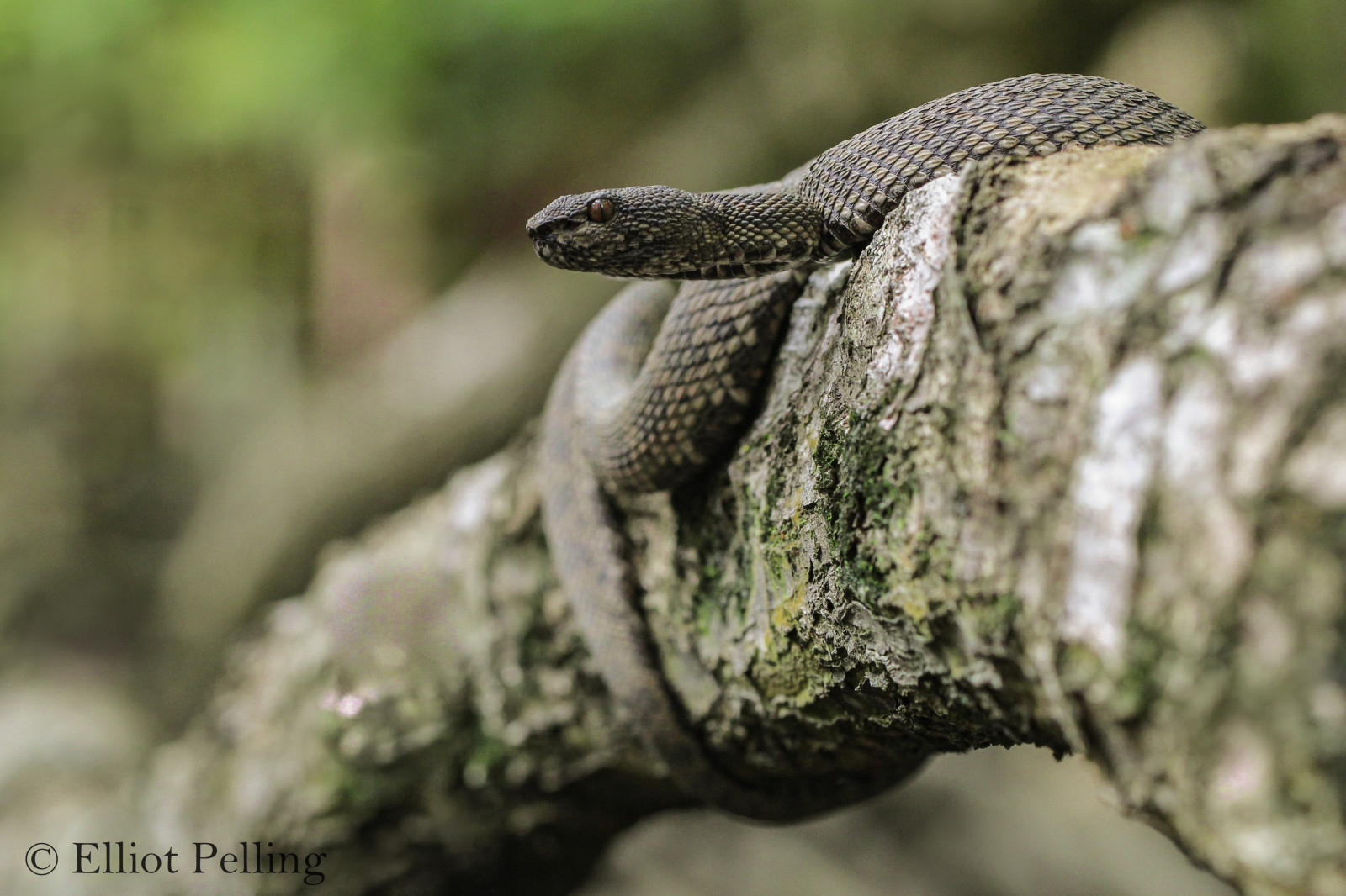 Trimeresurus, Purpureomaculatus, mangrovia, fossa, VIPERA, velenoso, serpente, rettile, selvaggio, macro, 100 millimetri, Canone, natura, naturale, sud-est, Asia, Malaysia, Langkawi, giro, passerella, serpenti, herp, erpetologia, campo, herping, animale