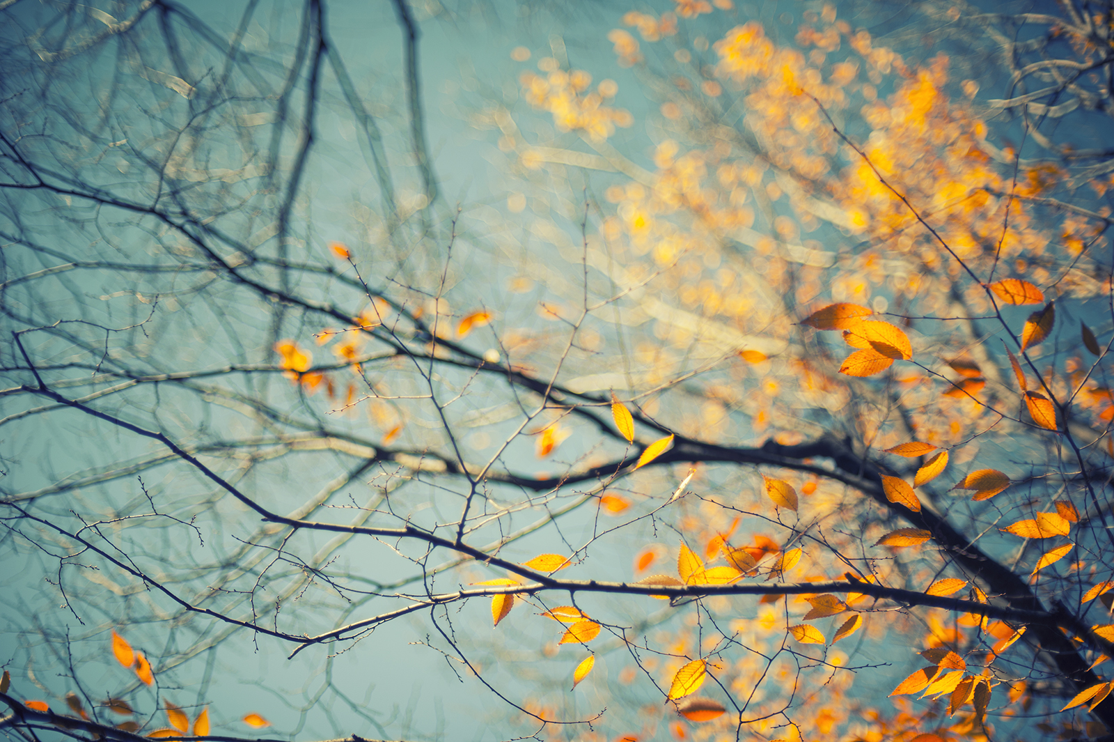 Japonsko, slunečnímu záření, listy, Příroda, odraz, nebe, větev, panoráma, zelená, modrý, jednoduchý, Nikon, bokeh, Tokio, fullframe, strom, 50mm, podzim, list, květ, rostlina, sezóna, sen, Odaiba, Shinjuku, nikond700, fx, D700, dřevina, Nikon700, Konafoto