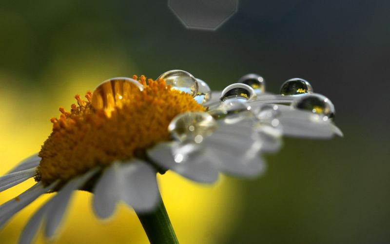 kamille,blomst,dråper,skygge