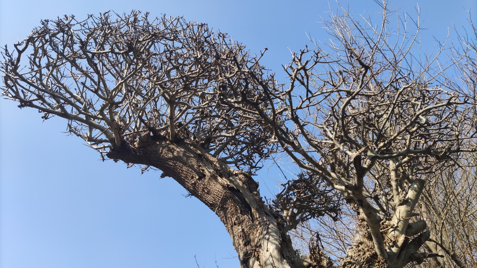 nebe, rostlina, větvička, strom, dřevo, kufr, opadavý, Volně žijících živočichů, závod stonek, Natural landscape