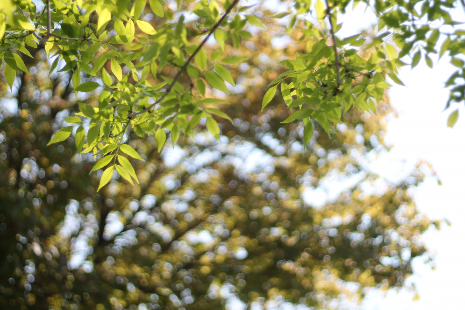 Wallpaper trees, light, sunlight, plant, money, tree, nature, leaves