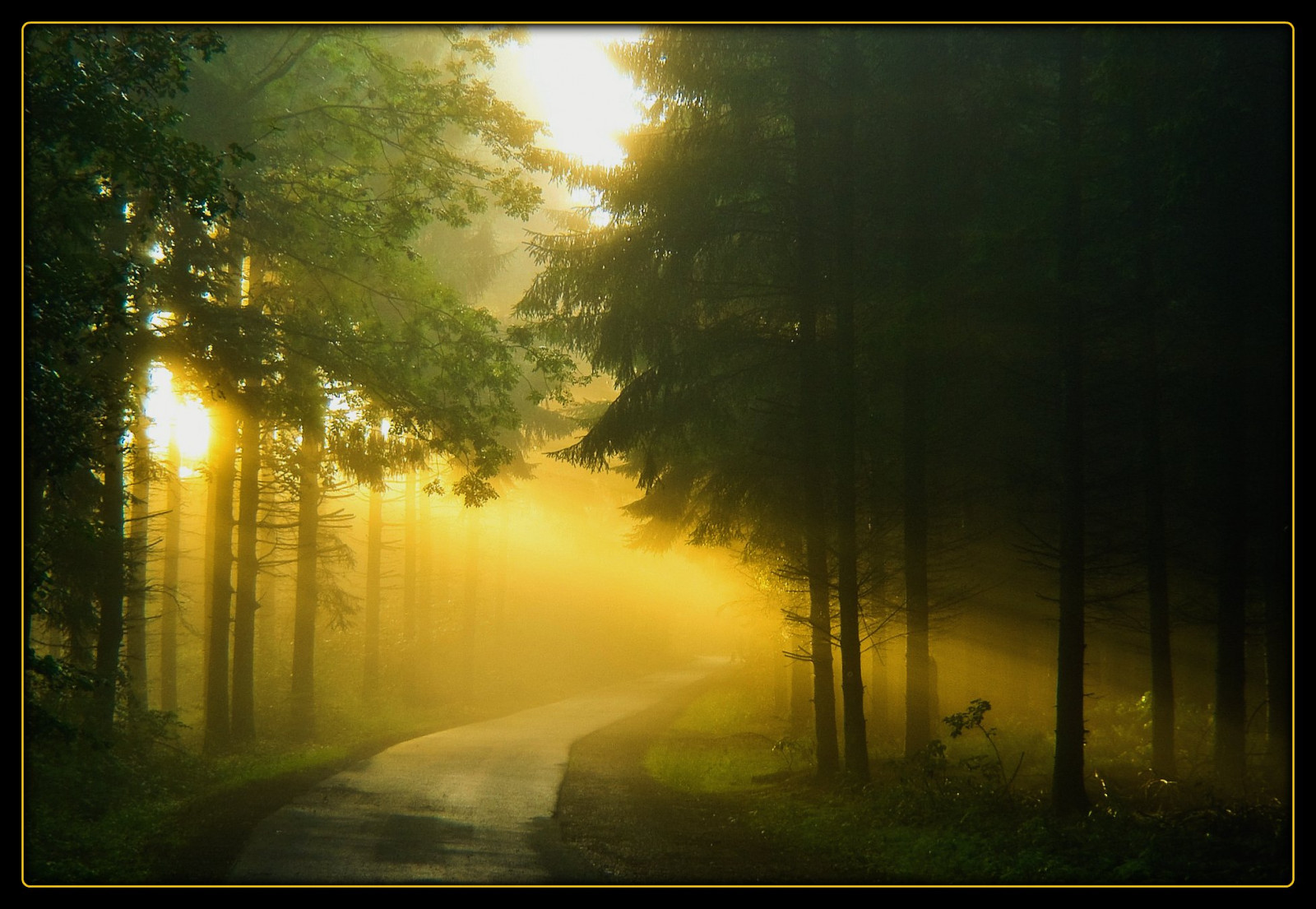 sollys, Skov, gade, natur, afspejling, træ, solopgang, grøn, morgen, Tyskland, tåge, magi, Sol, atmosfære, sommer, støv, Köln, KUNST, lys, mystisk, træ, tåge, daggry, saariysqualitypictures, elitegalleryaoi, mørke, kreativ, theunforgettablepictures, bestcapturesaoi, mywinners, platinumphoto, skærmbillede, Oberberg, vanagram, bestofmywinners, levested, atmosfærisk fænomen, computer tapet, magicalmorning