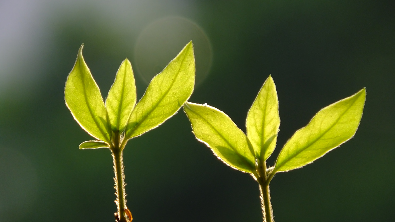 ansigt, mennesker, sort, skib, kat, båd, politi, cosplay, portræt, sport, mørk, hav, Asien, Kina, bil, plads, himmel, vej, lilla, tog, afdeling, kamera, Canon, trække på, hår, trist, lyserød, Mestre, fisk og skaldyr, lykkelig, væddeløb, kæledyr, fred, Fange, top, transformer, 2014, KUNST, smuk, rejse, blad, smuk, store, plante, naturlig, hårdt, Foto, kvinde, flora, hånd, dame, knop, spil, p, kunstner, stjerne, fantastiske, digital, beliggenhed, bestyrelse, jord, ulykke, placere, berømt, mange, billede, Chrismas, snap, aa, pris, cosplayer, outstandingshots, Kvist, computer tapet, tæt på, makrofotografering, stængelplante, fuldtidskarriere, aminal, peoplle, pleace, palce, picure, Yop, pocture