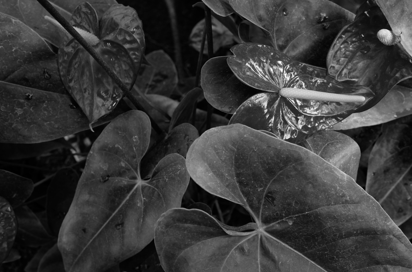 ญี่ปุ่น, ดำ, ขาวดำ, หิน, ธรรมชาติ, จอด, การถ่ายภาพ, สาขา, Leica, โตเกียว, Jp, ต้นไม้, ฤดูใบไม้ร่วง, ใบไม้, ดอกไม้, ปลูก, ฤดู, พืช, ความมืด, t, shinjukgyoen, ชินจูกุ, leicat, summicront235, Summicron, t235, ดำและขาว, ถ่ายภาพขาวดำ, พฤกษศาสตร์, ใกล้ชิด, การถ่ายภาพมาโคร