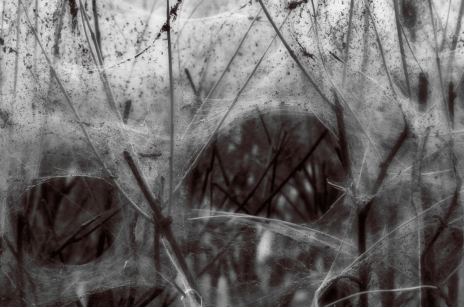 ภาพวาด, สีขาว, ดำ, ขาวดำ, ฤดูหนาว, การถ่ายภาพ, ไม้, พื้นผิว, Nikon, 2015, เชียงใหม่, ต้นไม้, ใบไม้, ความมืด, d5100, ร่าง, ดำและขาว, ถ่ายภาพขาวดำ, maineetloire, Rando, ความโกรธ, soulaireetbourg