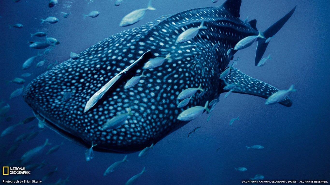 Download 7000+ Wallpaper 3d Ikan Laut Download 7000+ Wallpaper 3d Ikan Laut