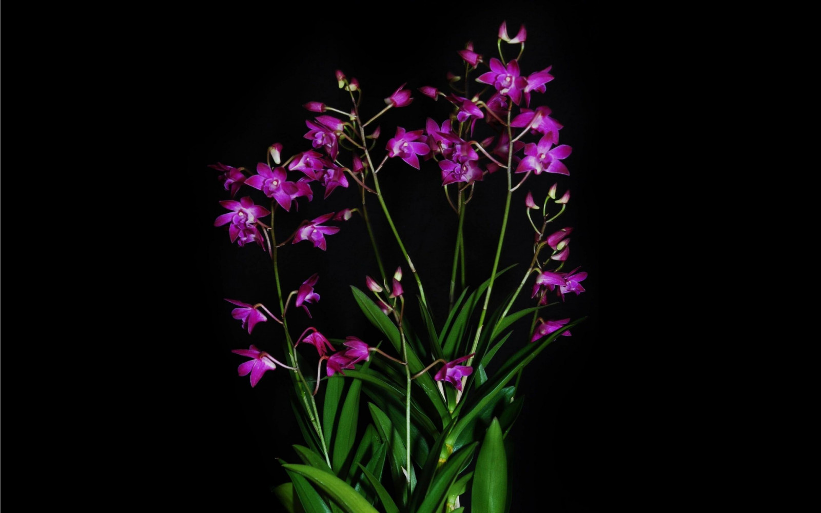 Wallpaper orchid, exotic, black background, contrast 2880x1800