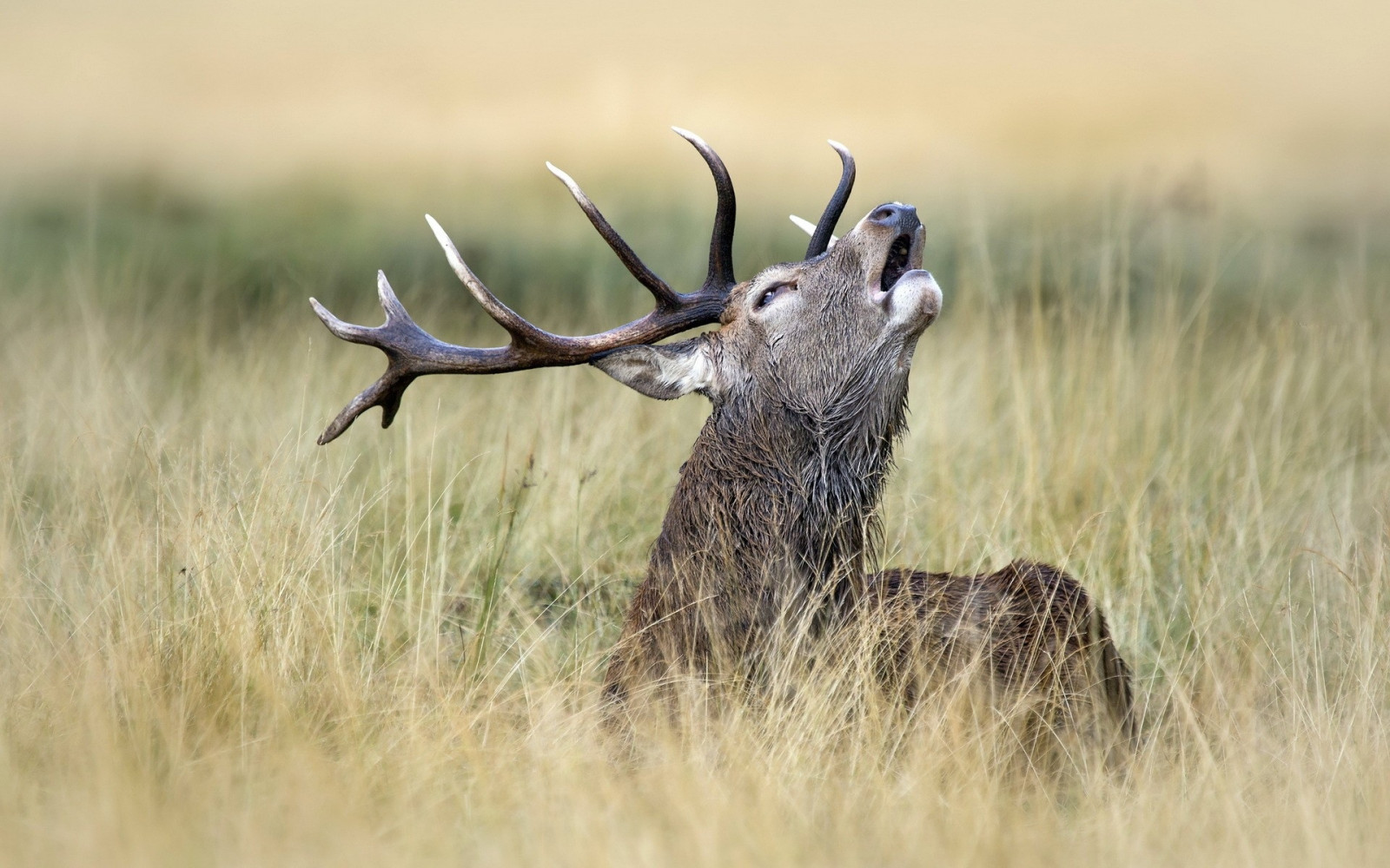 deer, grass, walking, golf