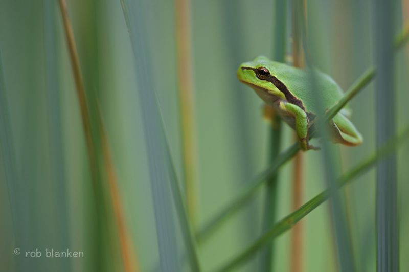 makro, žába, hylaarborea, Europeantreefrog, Europeseboomkikker, nikond800 makro, žába, hylaarborea, Europeantreefrog, Europeseboomkikker, nikond800