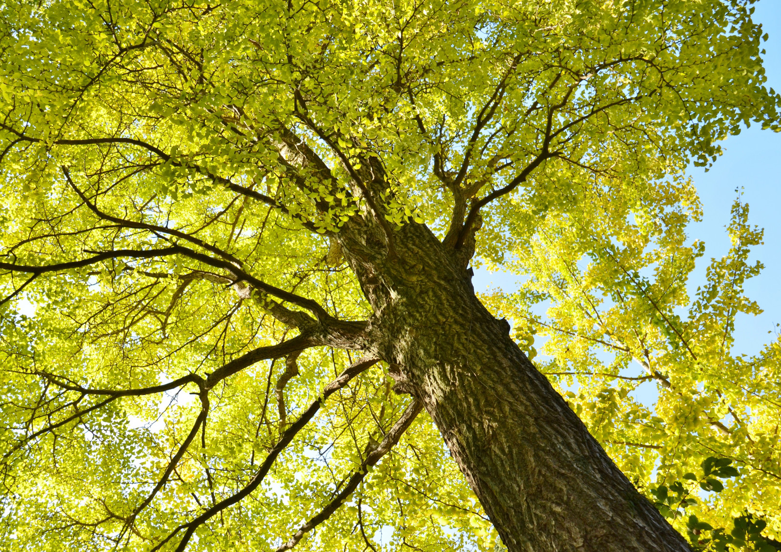 Japan, sollys, Skov, afdeling, grøn, gul, Nikon, egetræ, træ, efterår, blad, plante, sæson, skov, lund, botanik, jord plante, blomstrende plante, vedplante, bagagerum, stængelplante, tempereret løvfældende skov, løvfældende, ahorntræ, tempeltræet, platantræ familie