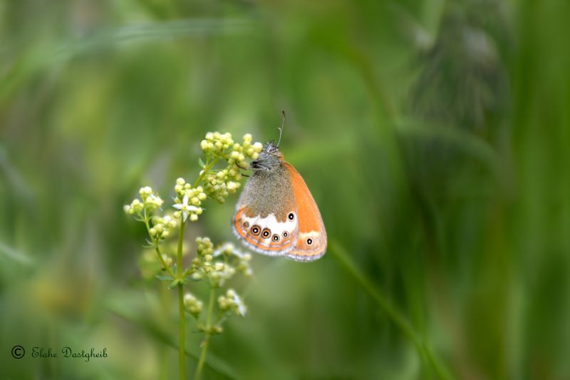 luonto, perhonen, Ruotsi, brownargus, vihreä, upplandsv SBY luonto, perhonen, Ruotsi, brownargus, vihreä, upplandsv SBY