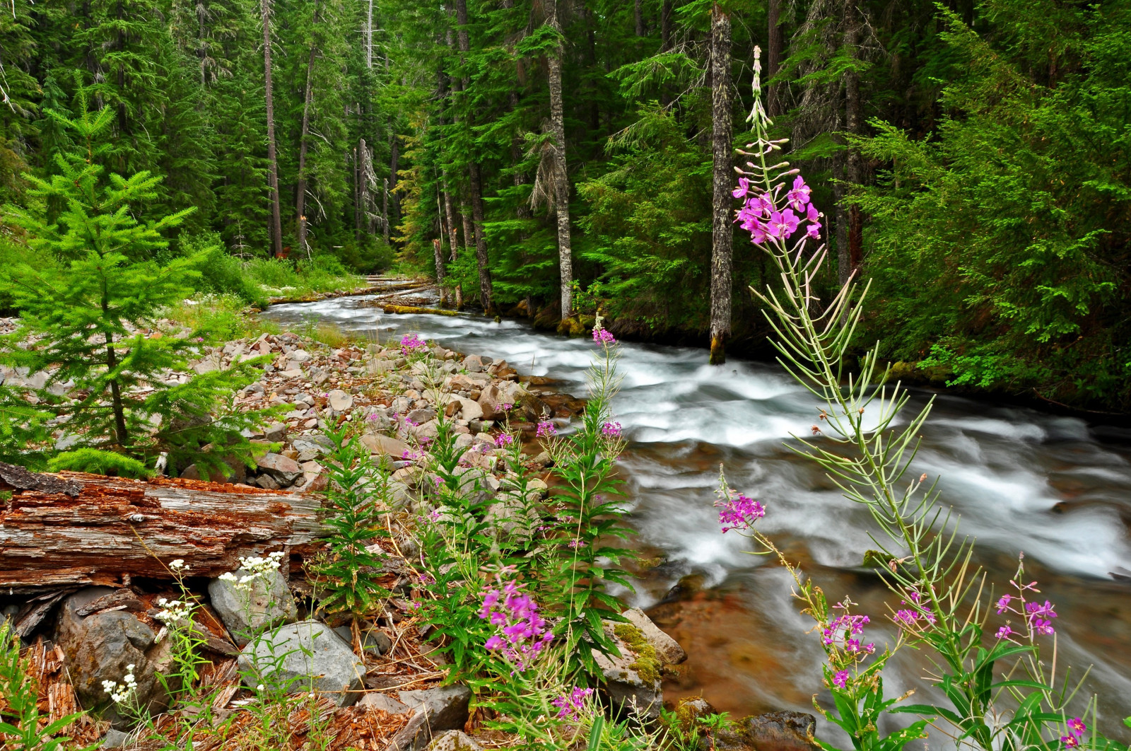 stromy, krajina, les, vodopád, řeka, divočina, rybník, džungle, proud, deštný prales, strom, podzim, list, květ, flóra, vodní tok, stezka, vegetace, zálesí, místo výskytu, přírodní prostředí, botanika, ekosystém, tělo z vody, vodní prvek, 2880x1913 px