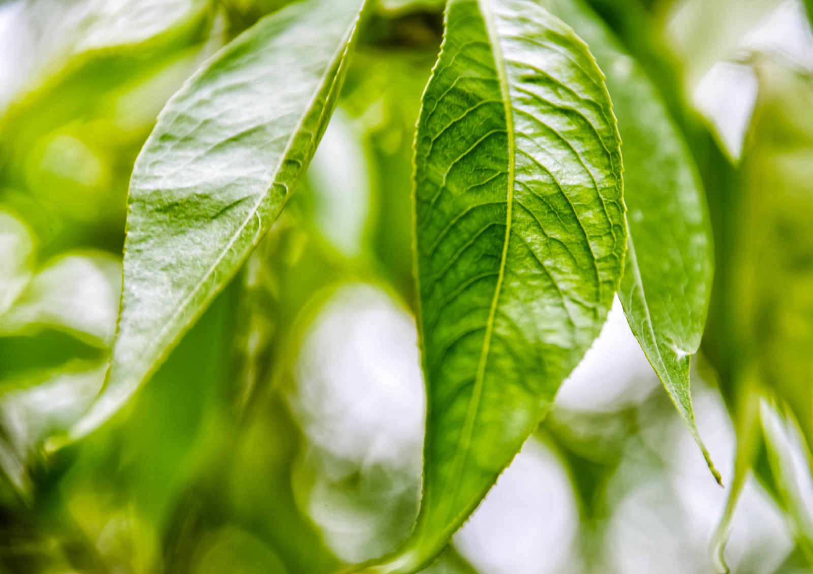 sunlight, food, nature, macro, branch, green, pattern, texture, bokeh, Sverige, tree, depthoffield, leaf, macromondays, flower, plant, outdoor, flora, sk nel n, se, malmo, l v, justleaves, leaveonlyleaves, produce, botany, close up, macro photography, vegetable, plant stem