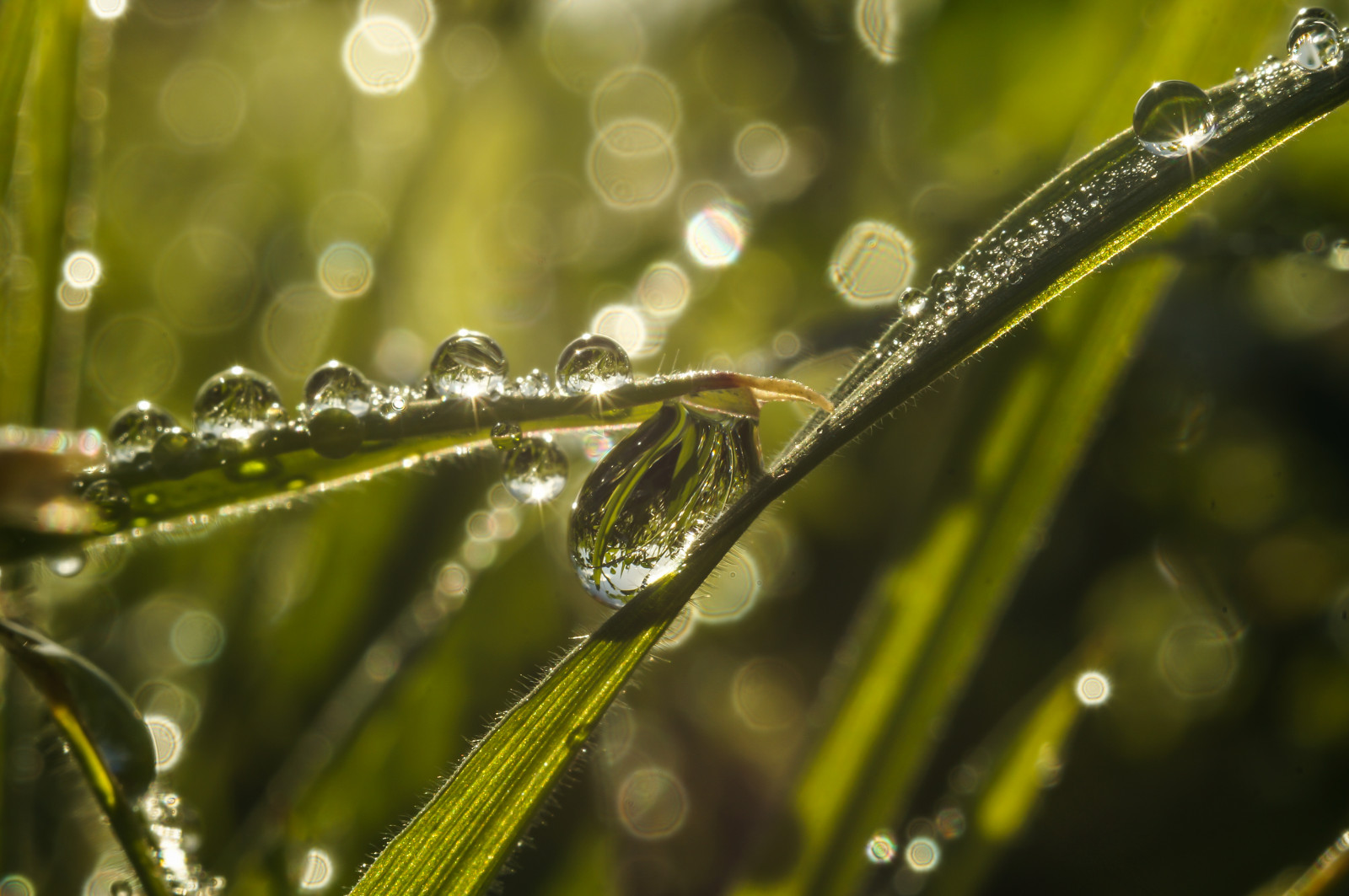 mattina, macro, NGC, rugiada, rugiada del mattino, Tair11a, Rados awowczarczak